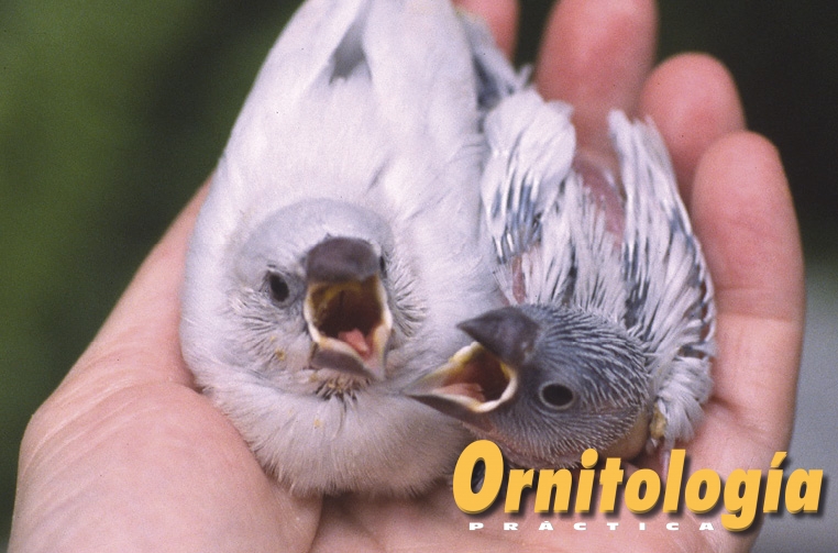 Cría a mano de los Paddas