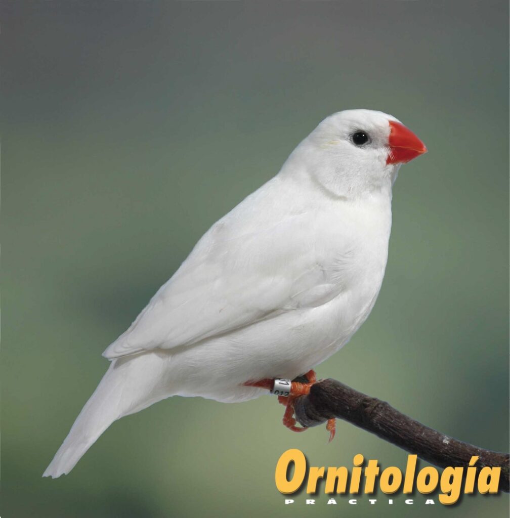 Diamante mandarín blanco