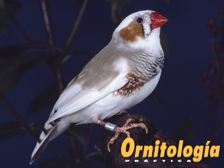 Diamante mandarín bruno pío