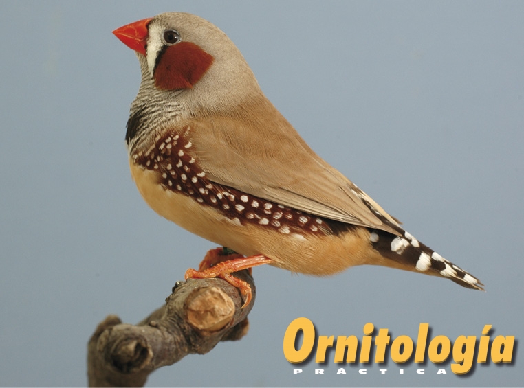 Diamante mandarin bruno