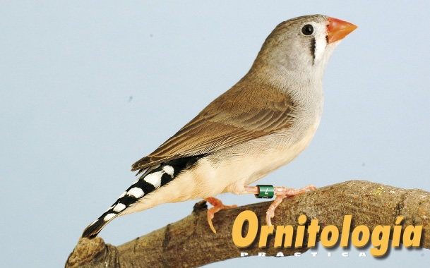 Diamante mandarín de Timor