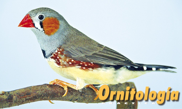 El Diamante Mandarín de Timor