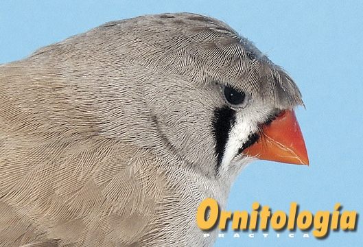 Diamante mandarín dorso claro moñudo