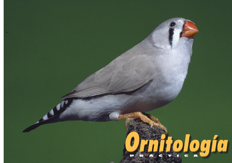 Diamante mandarín gris dorso claro