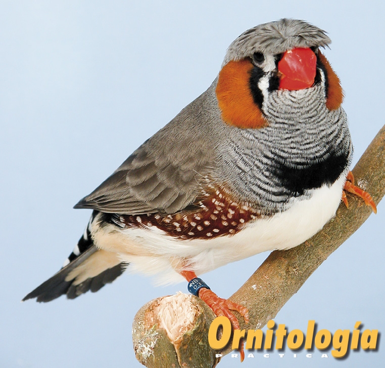 Diamante mandarín gris moñudo