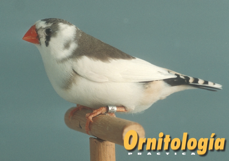 Diamante mandarín gris pío otro ángulo