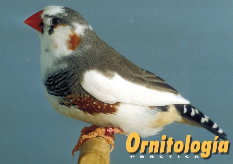 Diamante mandarín gris pío