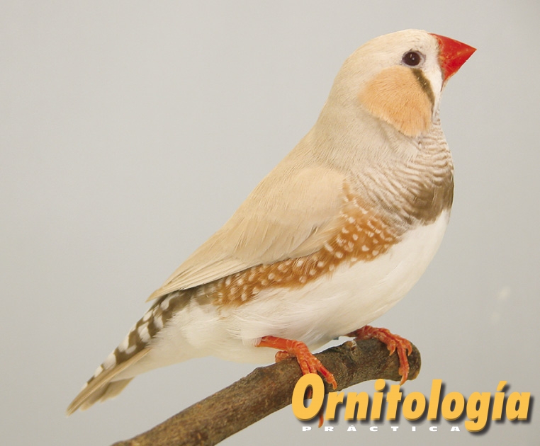 Diamante mandarín masqué bruno