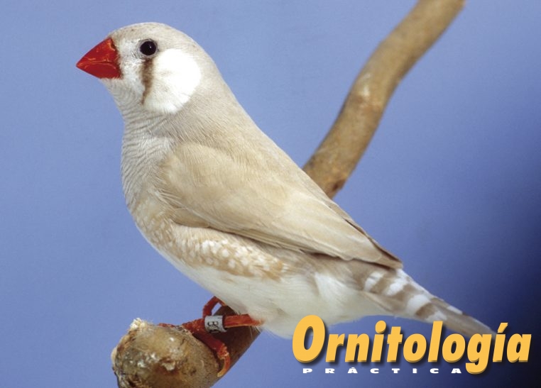 Diamante mandarín masqué gris pastel