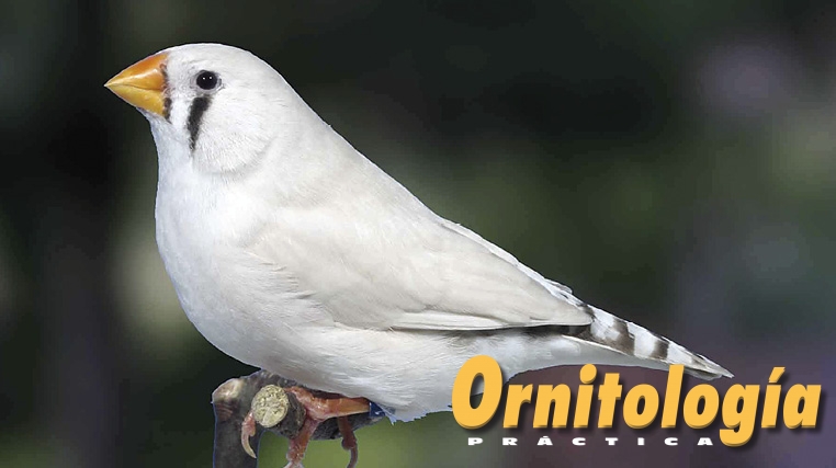 Diamante mandarín masqué gris pico amarillo