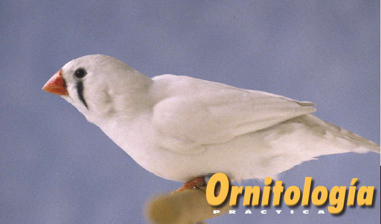 Diamante mandarín masqué tipo inglés