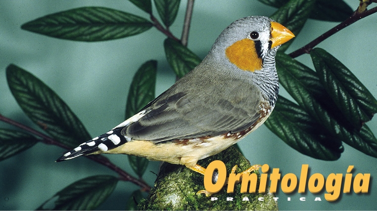 Diamante mandarín pico amarillo gris.