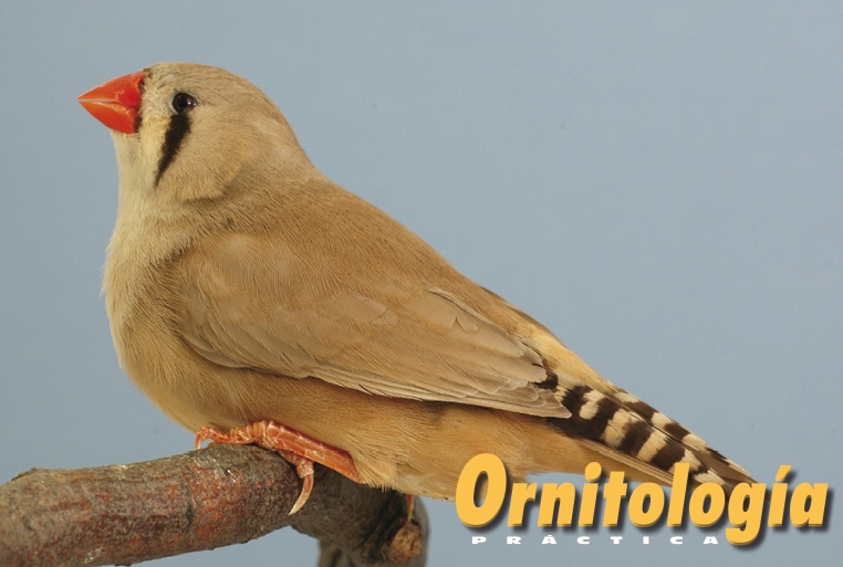 Diamantes mandarines brunos