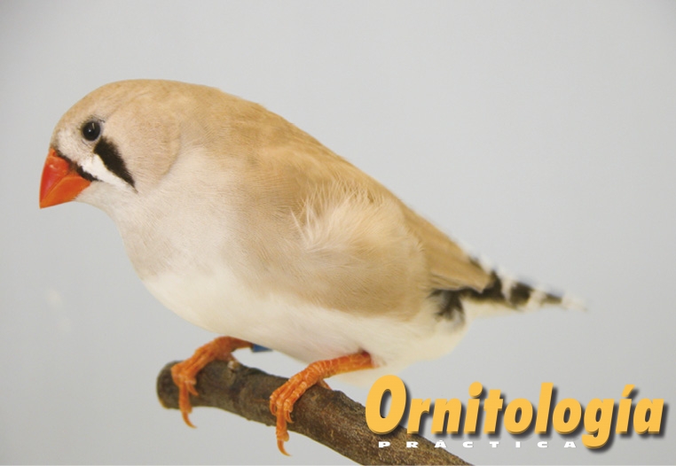 Diamantes mandarines grises dorso claro 1