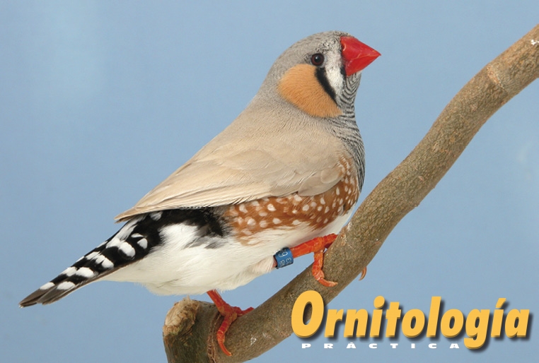 Diamantes mandarines grises dorso claro 1