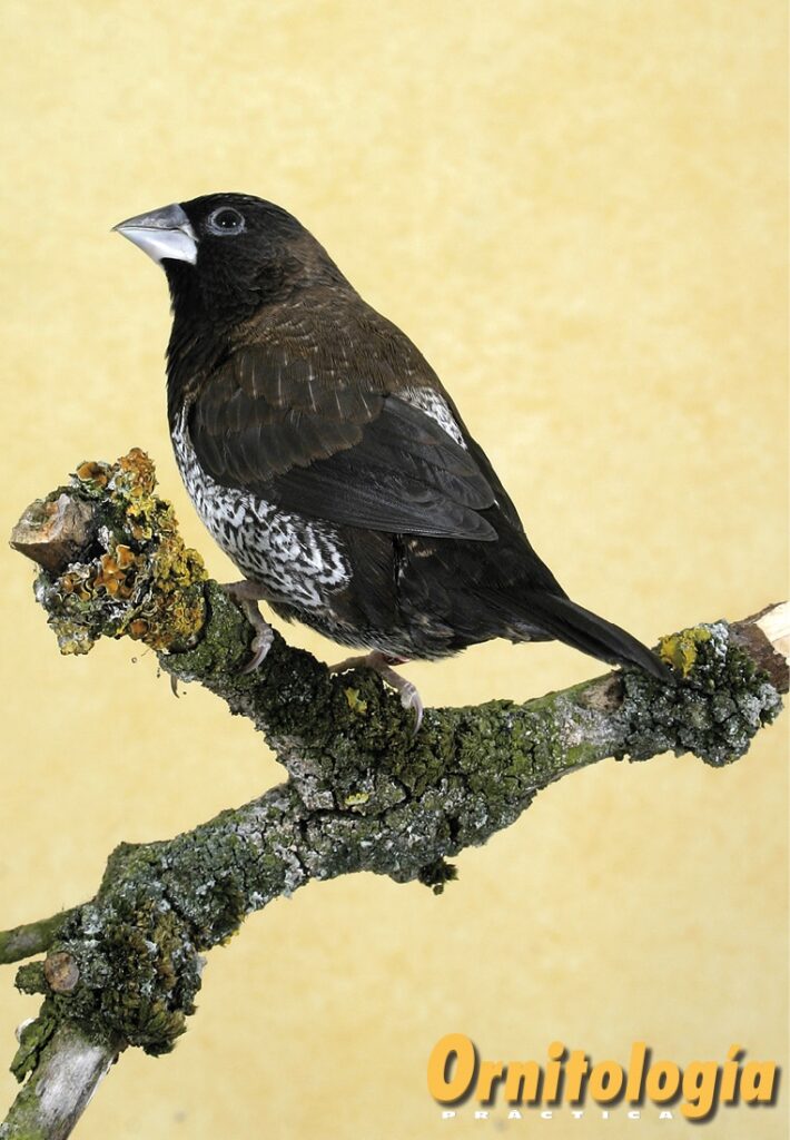 Isabela del Japón bruno oscuro