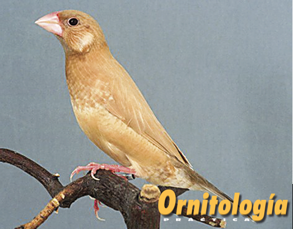 Isabela del Japón feomelánico