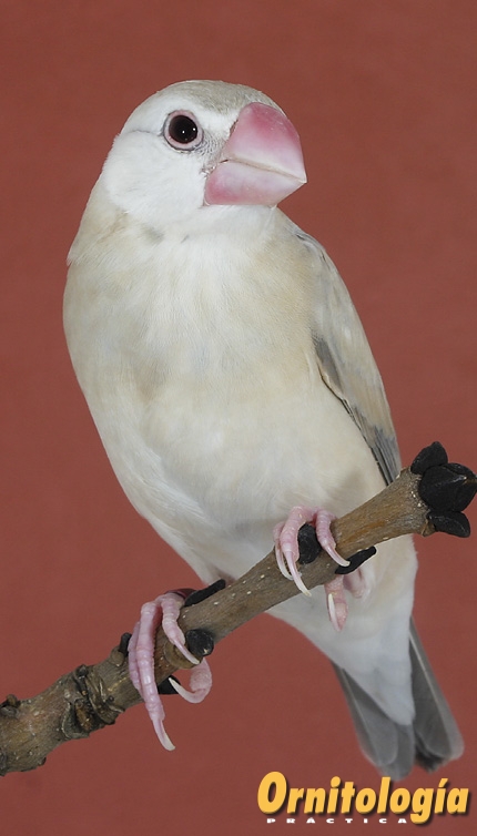 Jóven Padda ágata en plumaje juvenil.