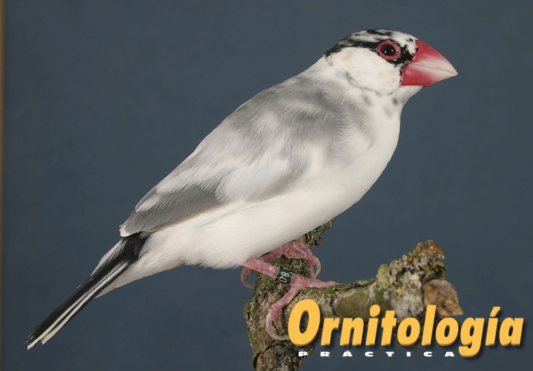 Los pájaros manchados o píos