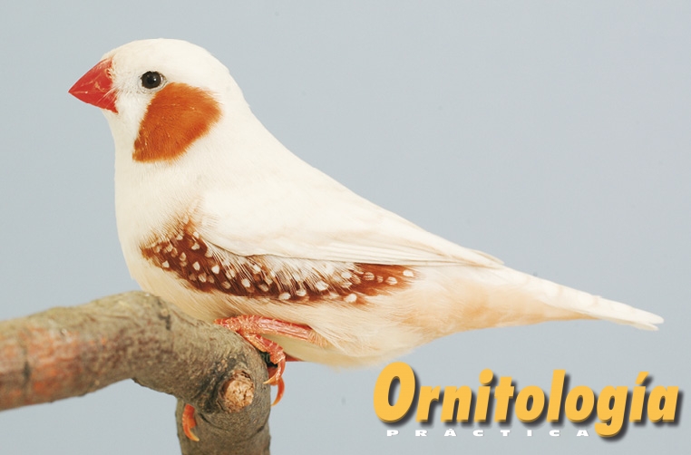 Mandarín feomelánico.