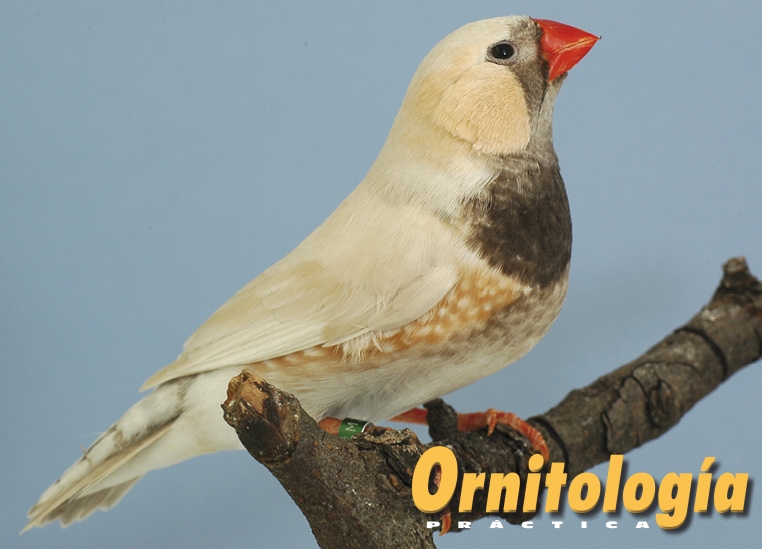 Masqué pecho negro cara negra