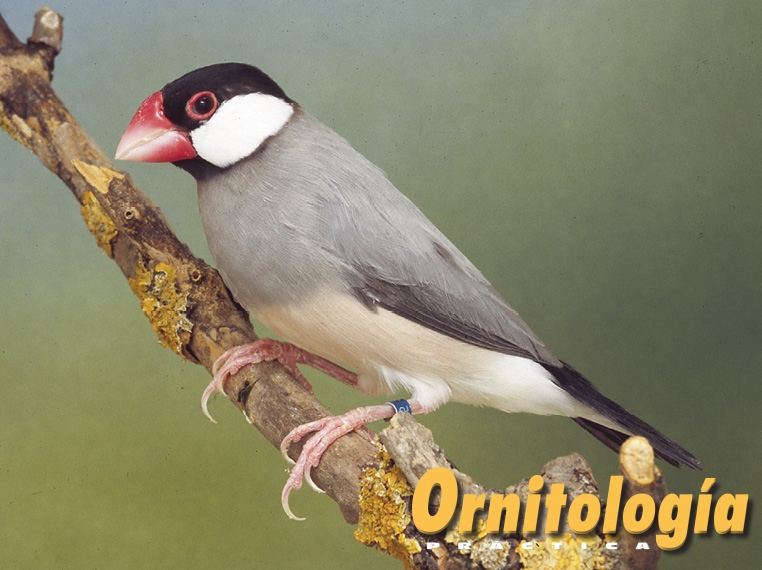 Padda ágata juvenil