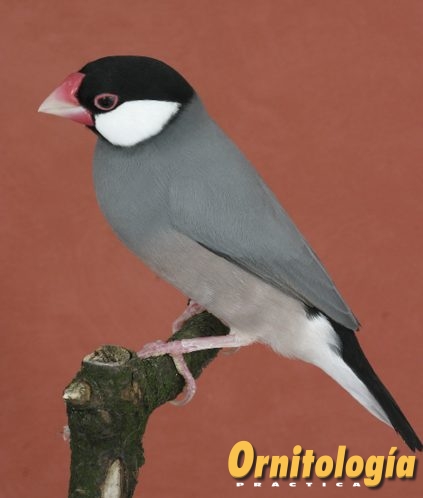 Padda color ancestral