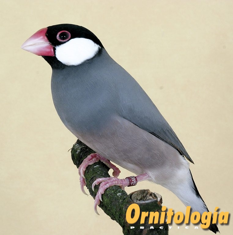 Padda color ancestral.