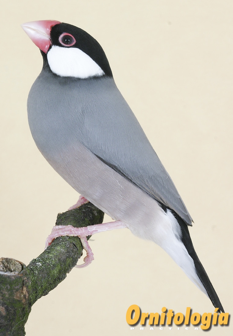 Padda de color ancestral