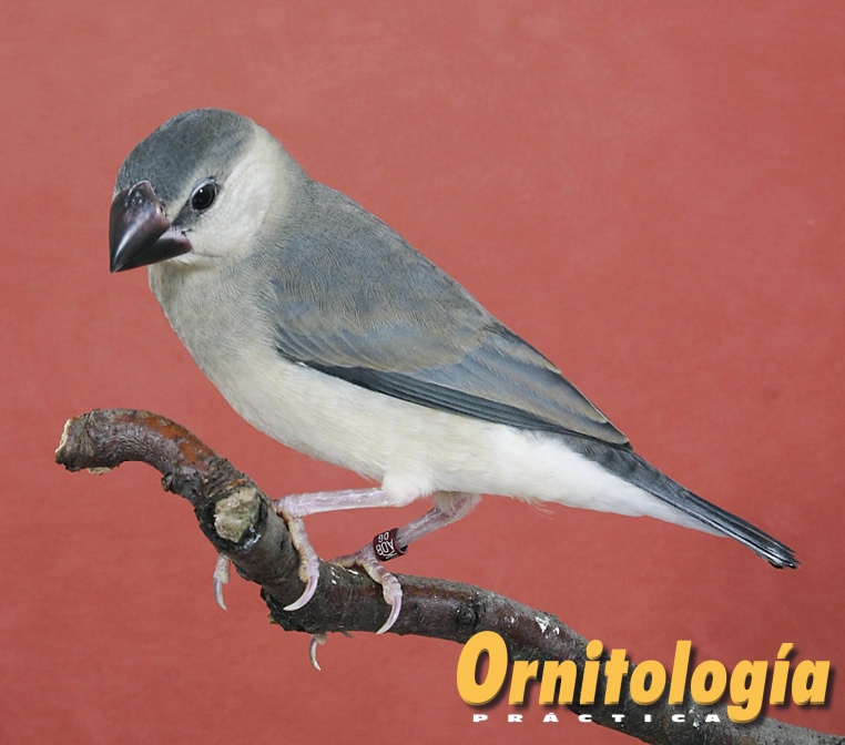 Padda de color ancestral, con su librea juvenil