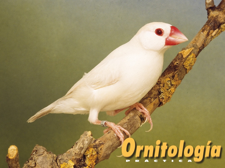 Padda feomelánico opal pastel