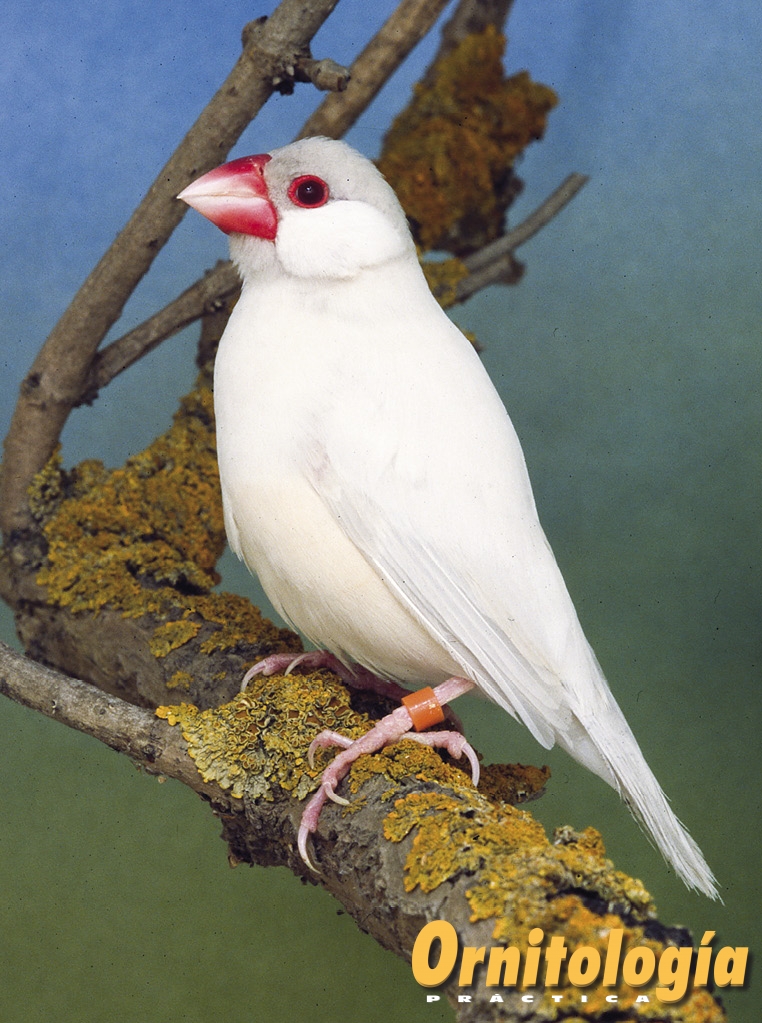 Padda feomelánico opal