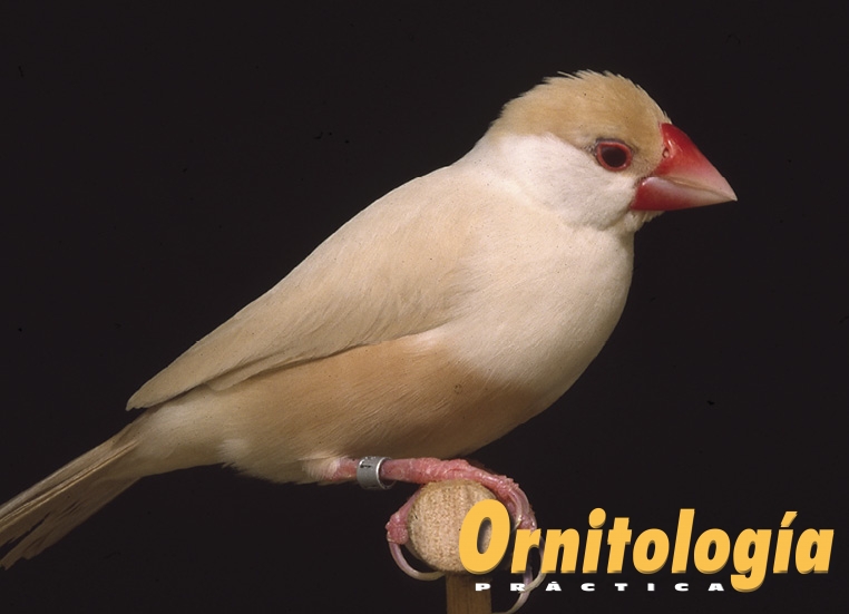 Padda feomelánico pastel