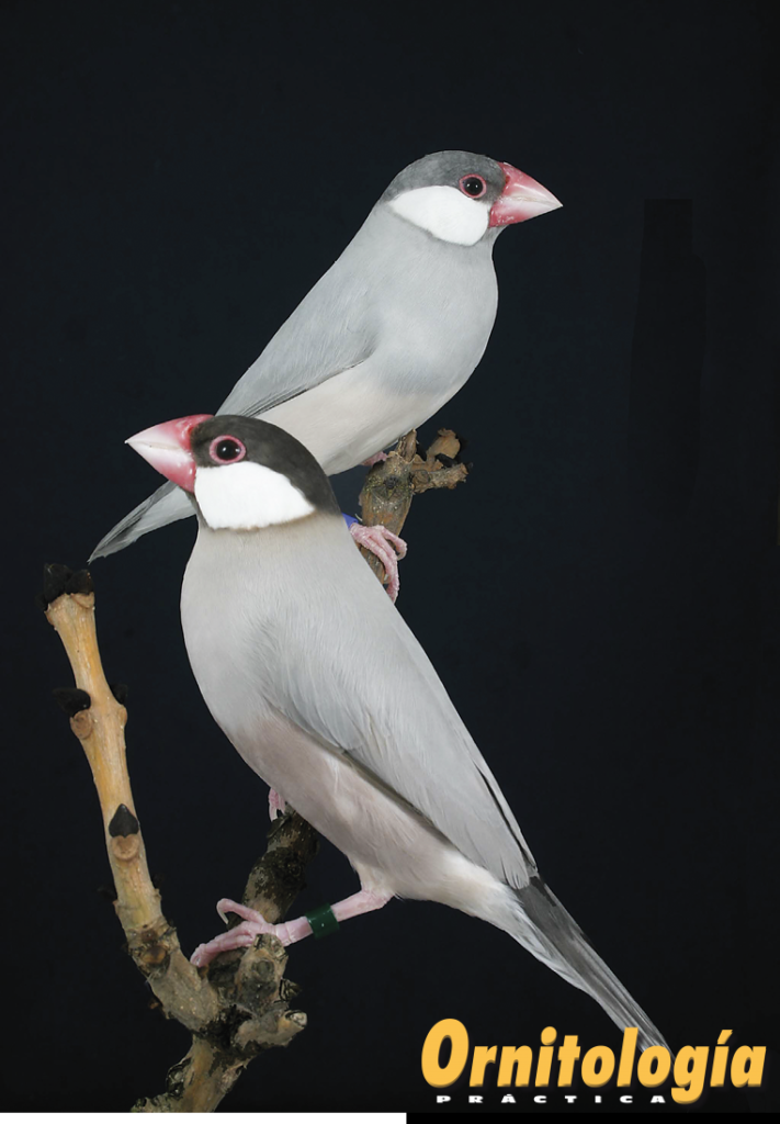 Padda opal, arriba y Padda pastel, abajo