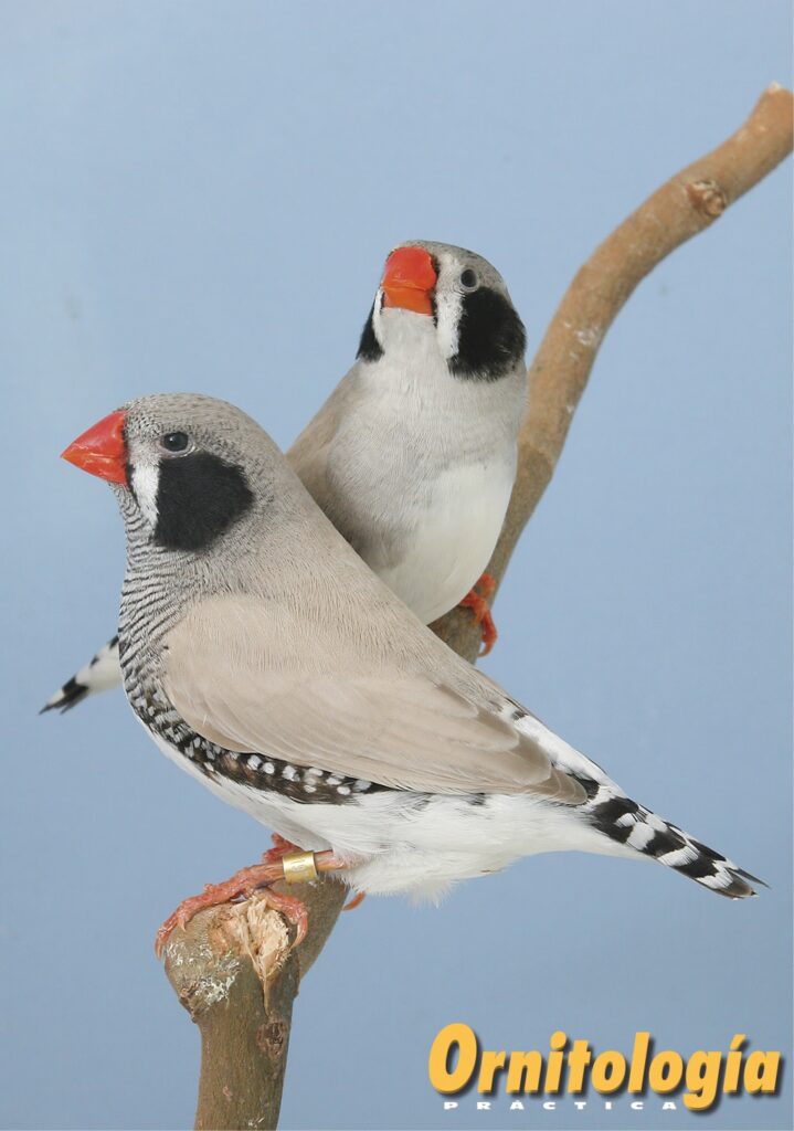 Pareja de Diamantes mandarines