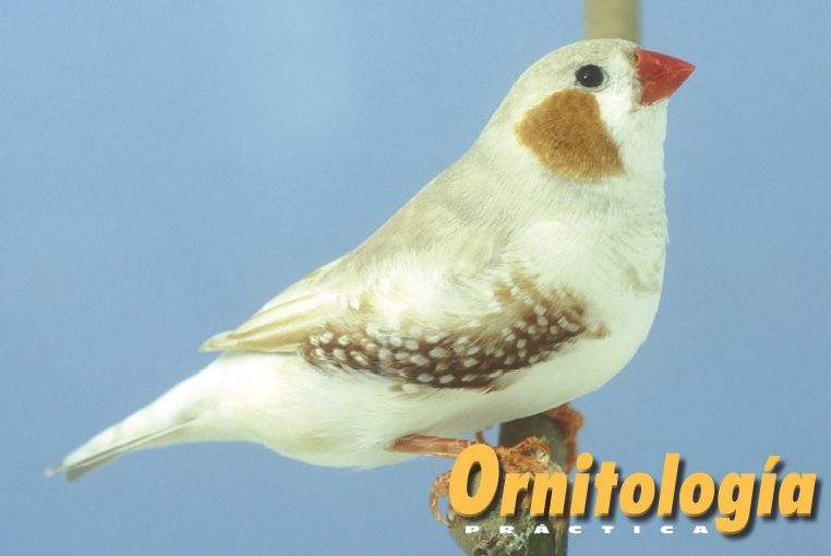 Pecho blanco feomelánico