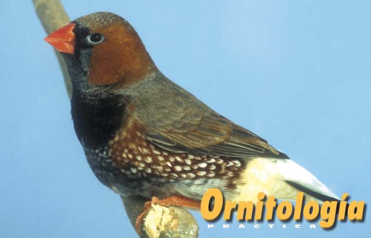 Pecho negro cara negra gris