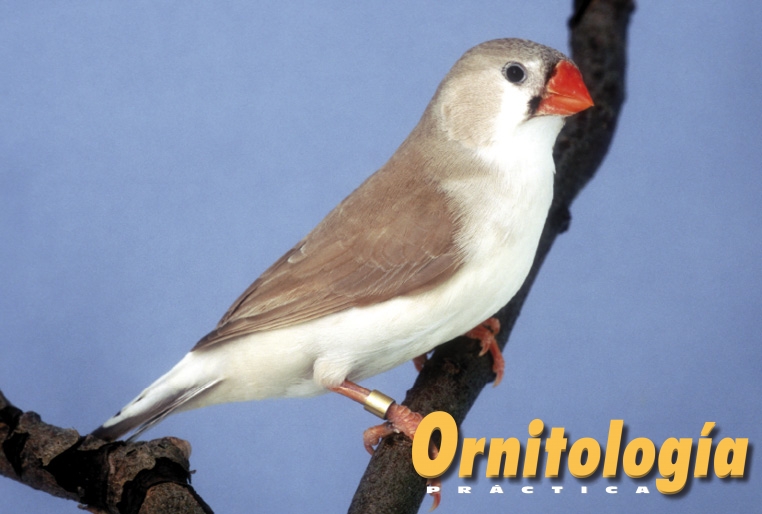 Pecho negro dorso claro bruno