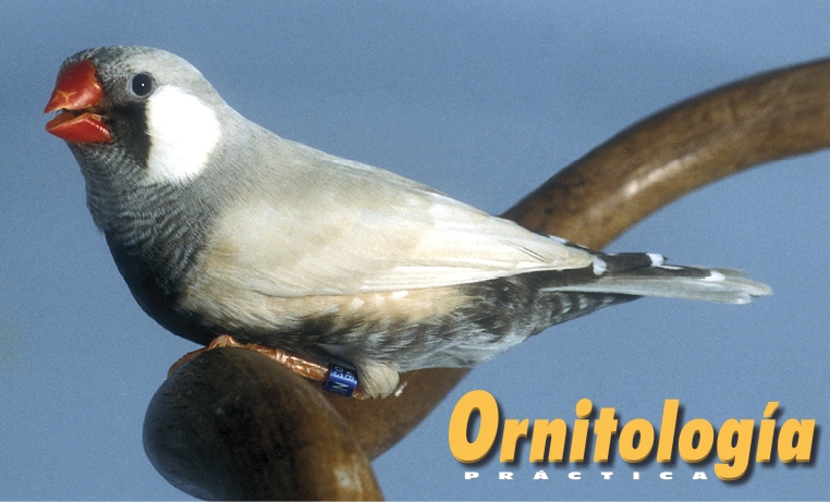 dorso claro cara negra pastel